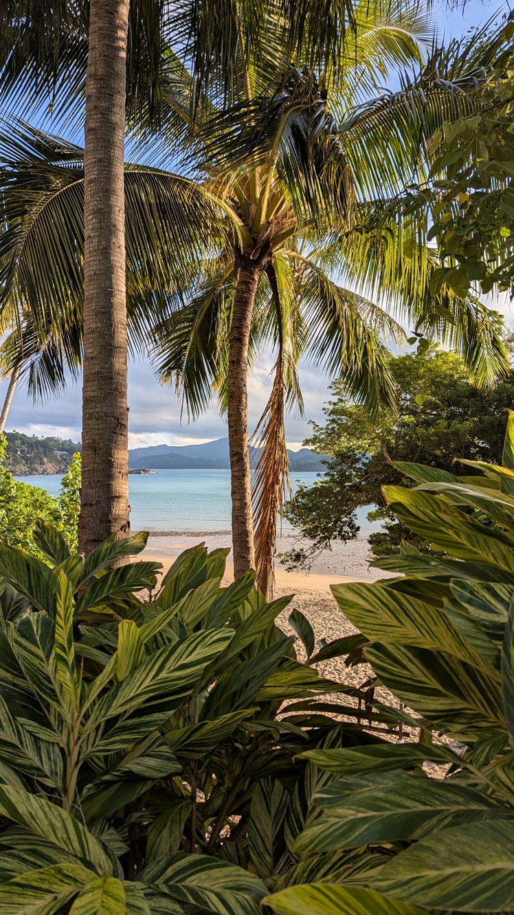 Hamilton Island palms