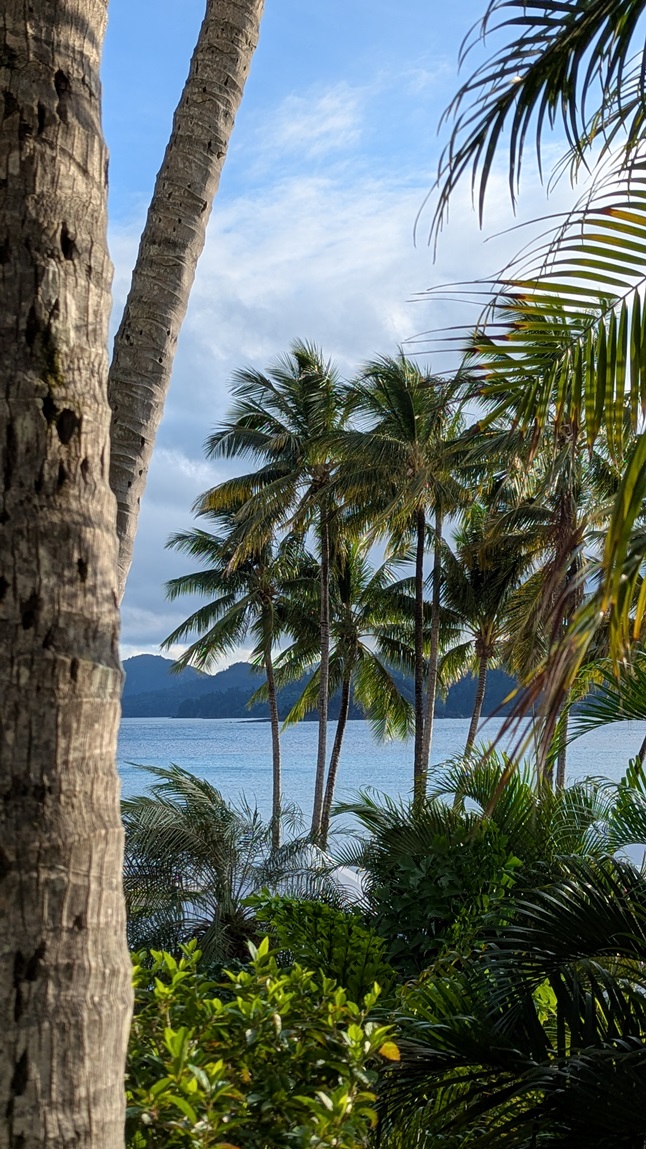 Hamilton Island Palm