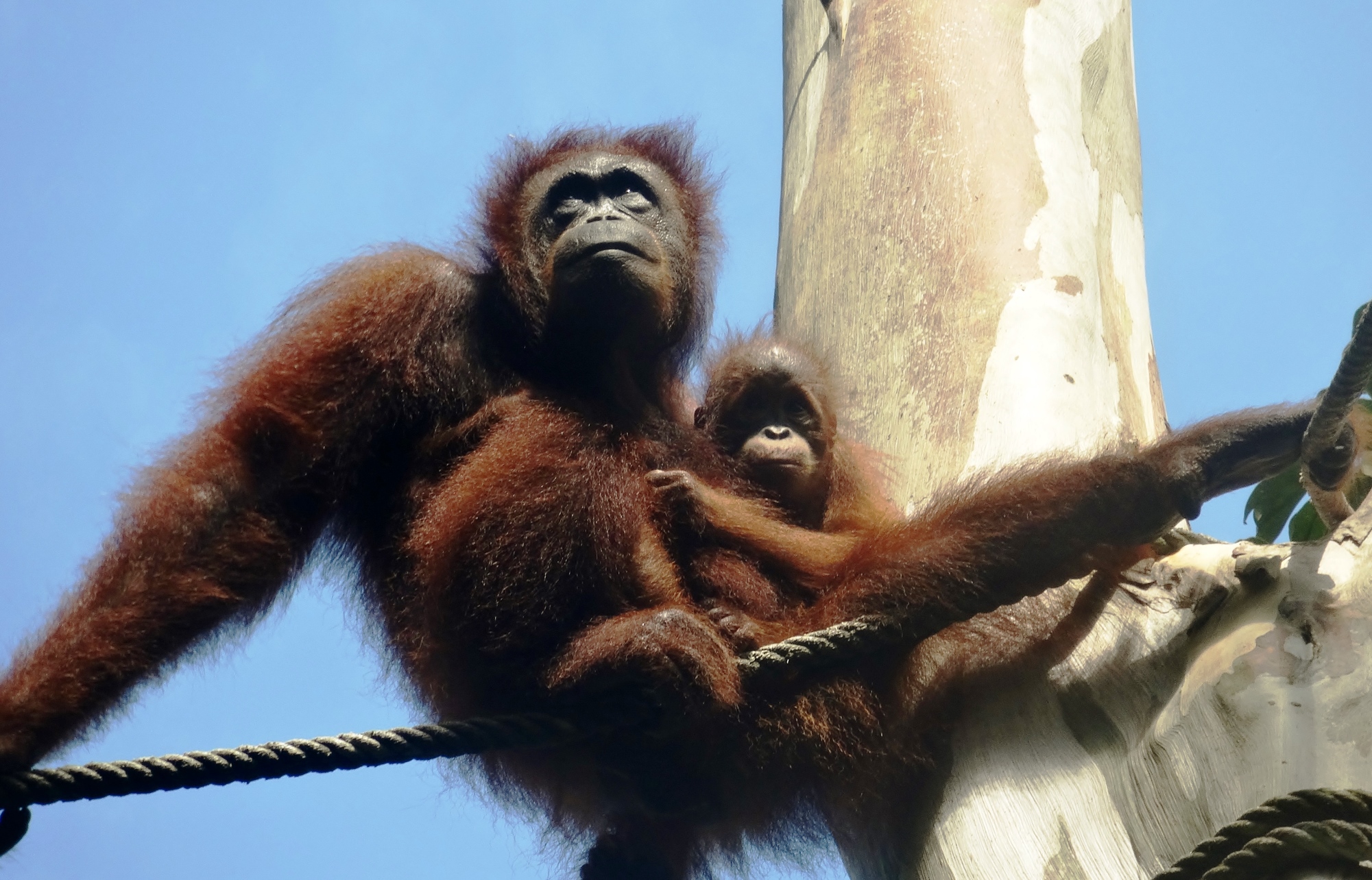 borneo orang-utan