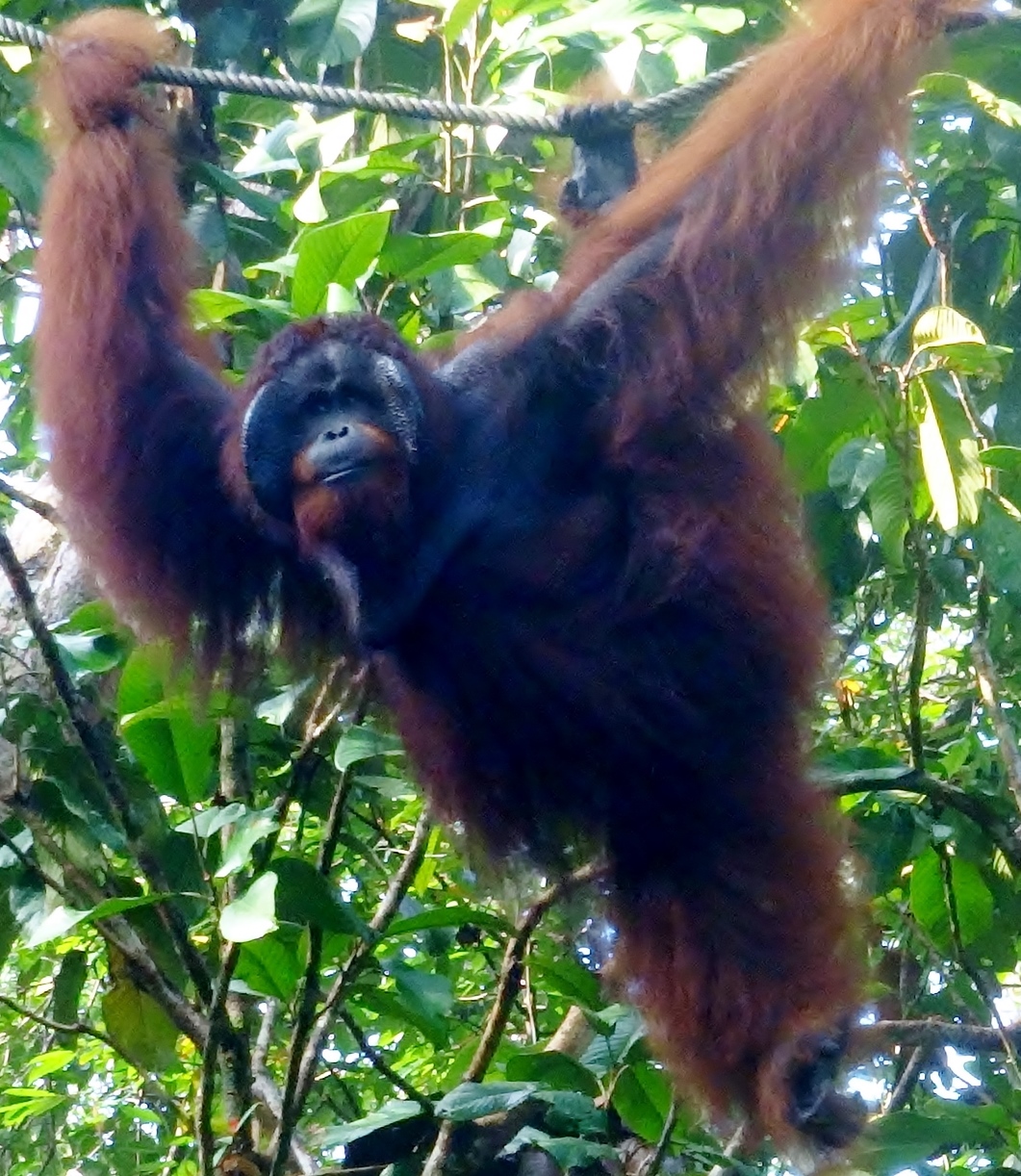 Semenggoh orang-utan