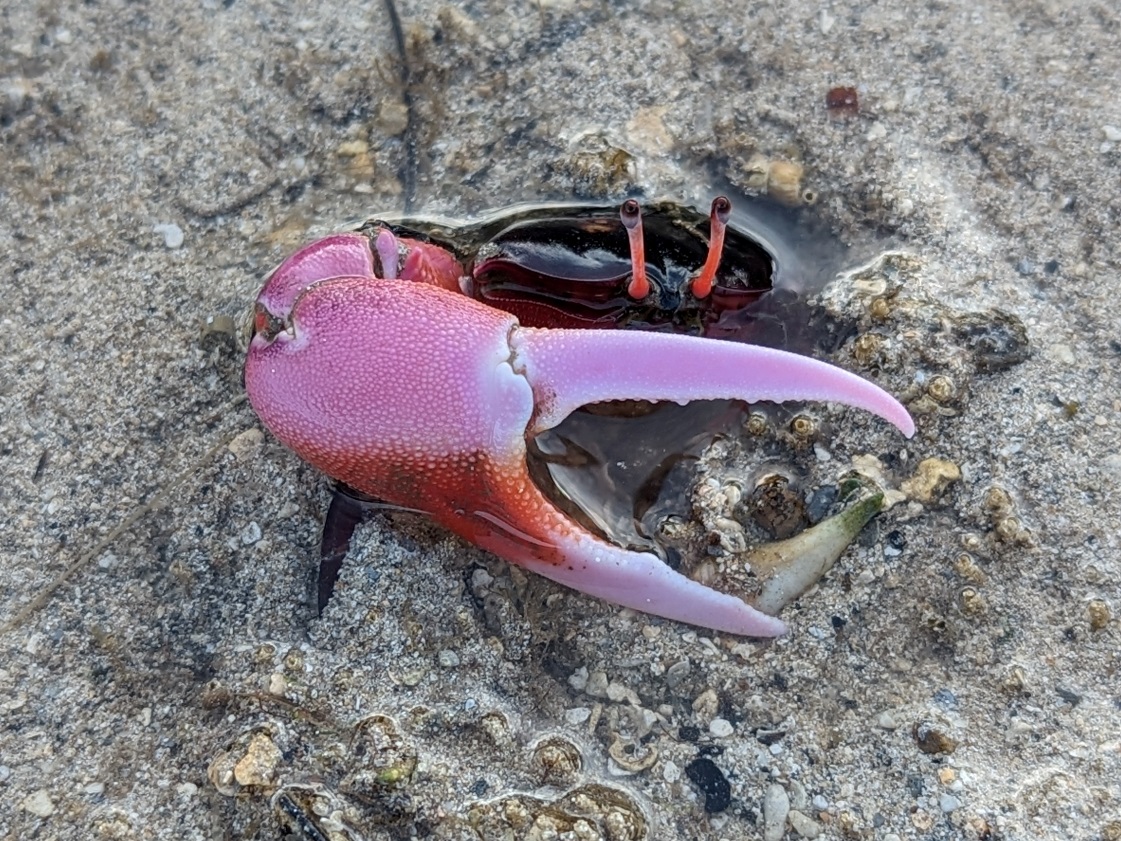 fiddler crab rarotonga
