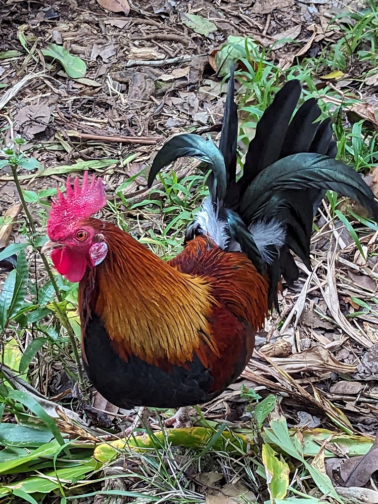 rooster rarotonga