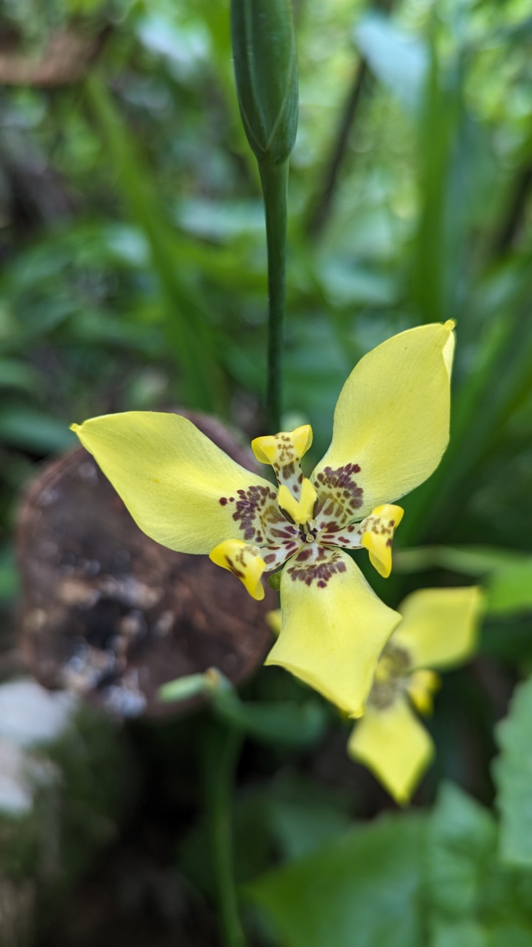 rarotonga lily