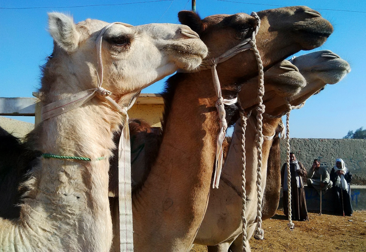 camel market egypt