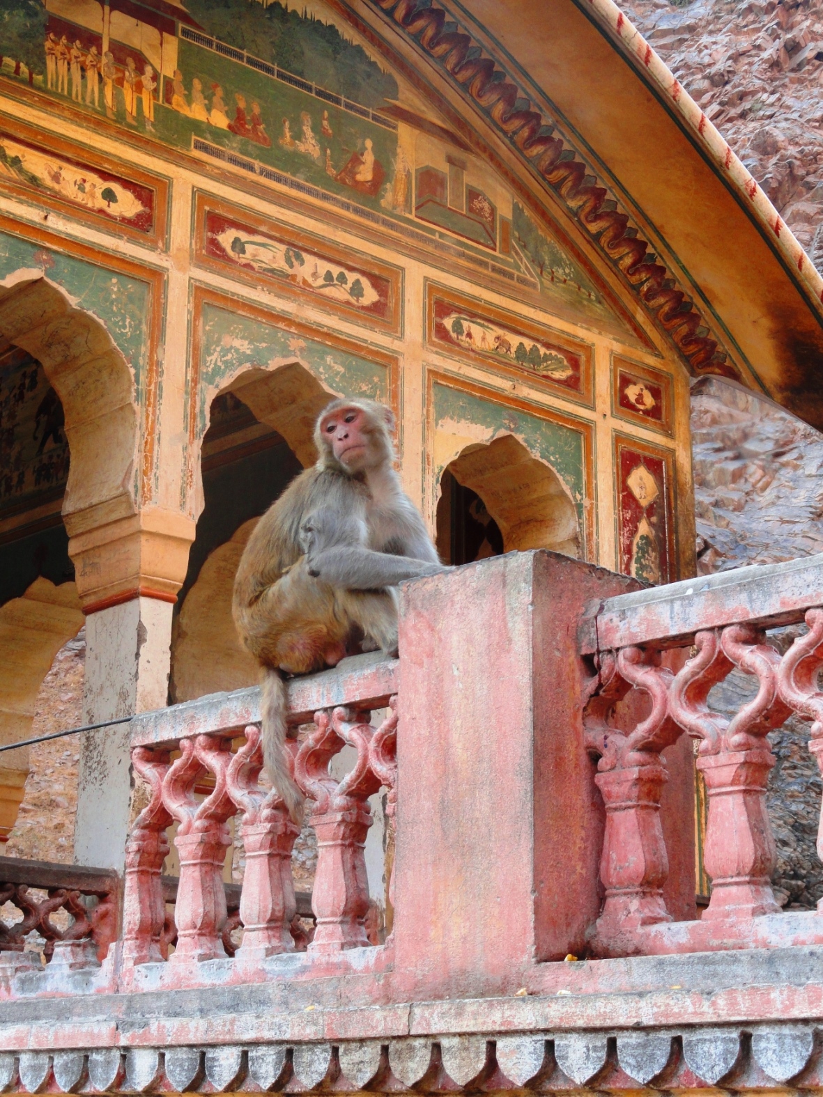 monkey temple jaipur