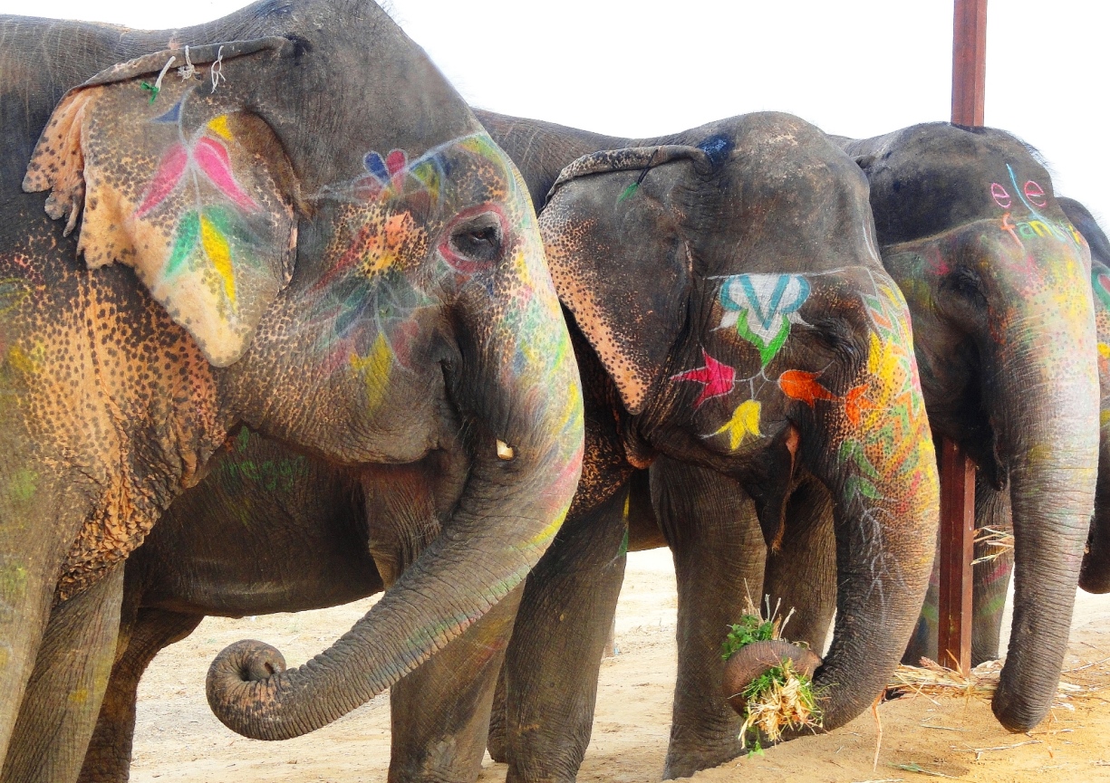 elephants at elephantastic jaipur