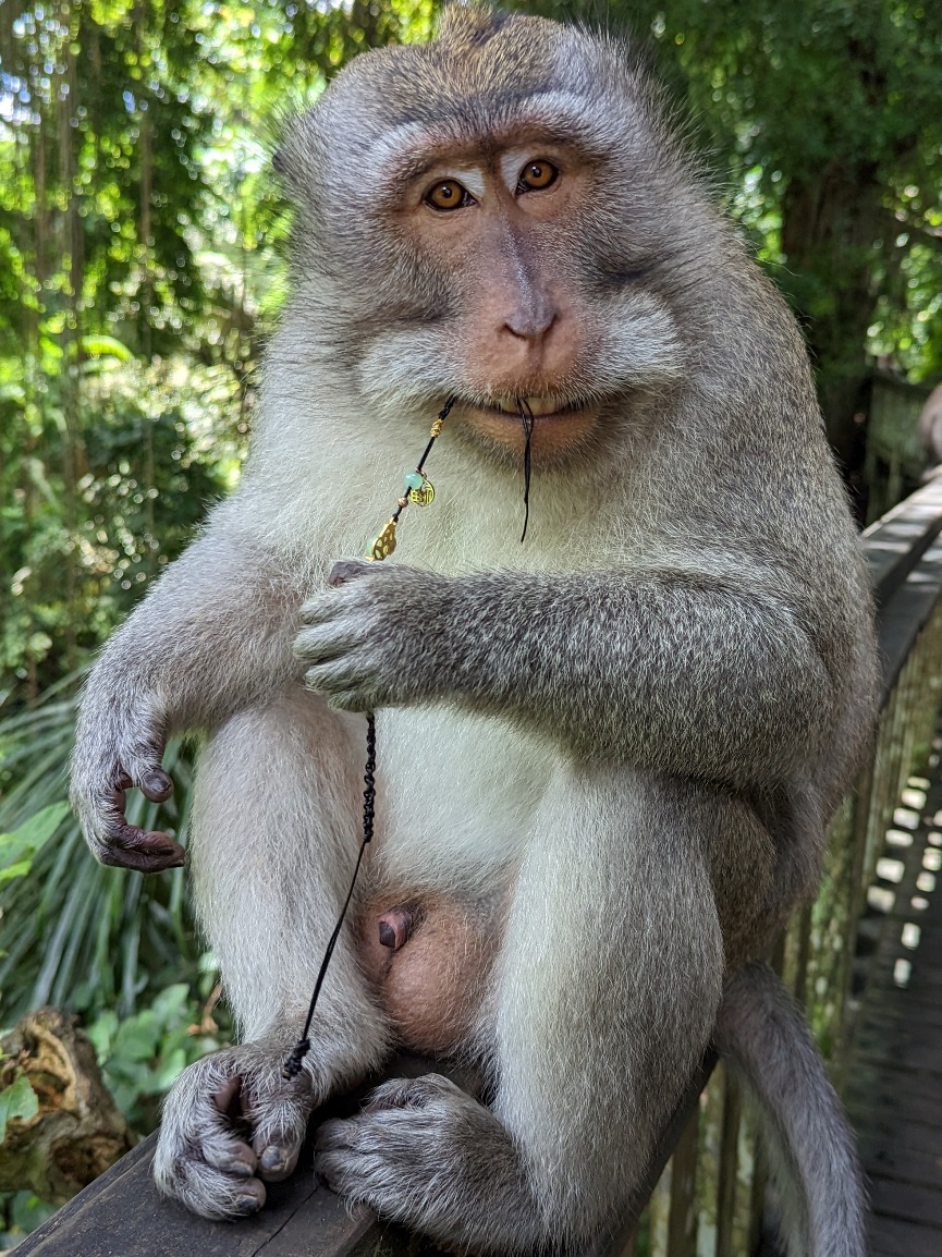 ubud monkey macaque