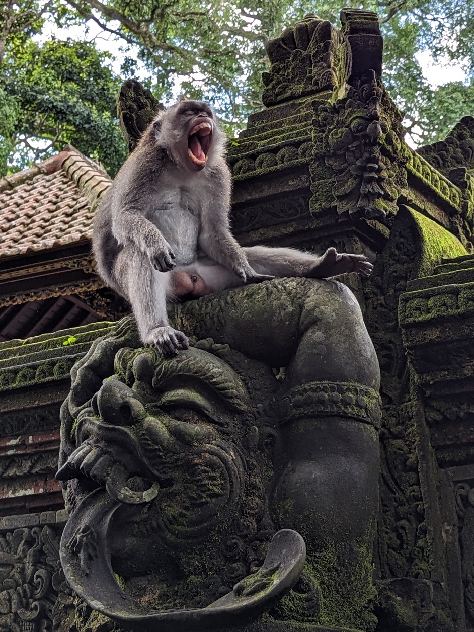 macaques ubud