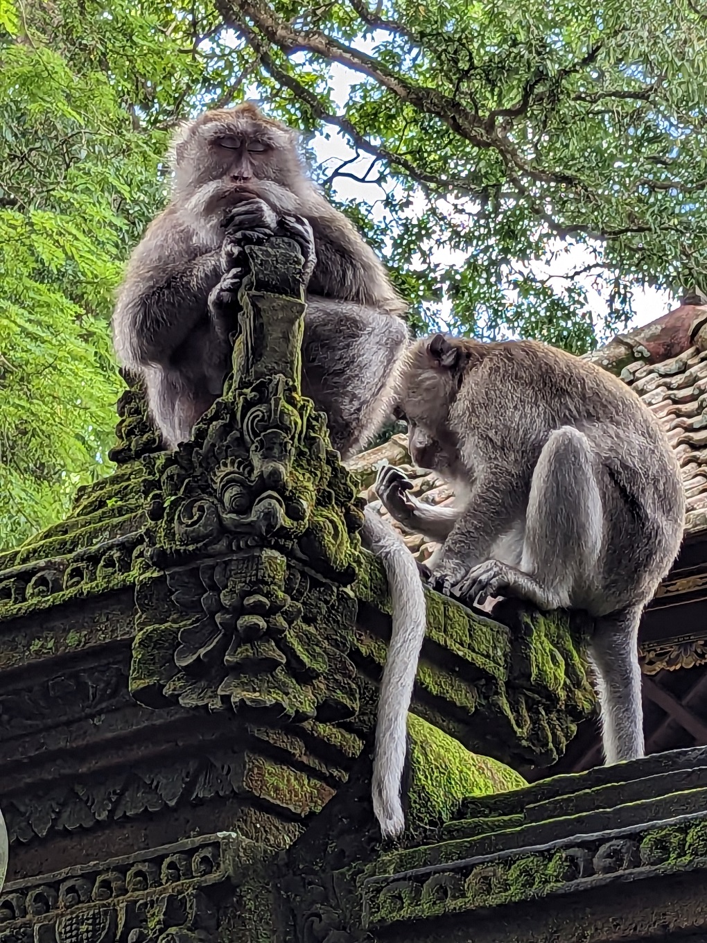 ubud monkey sanctuary