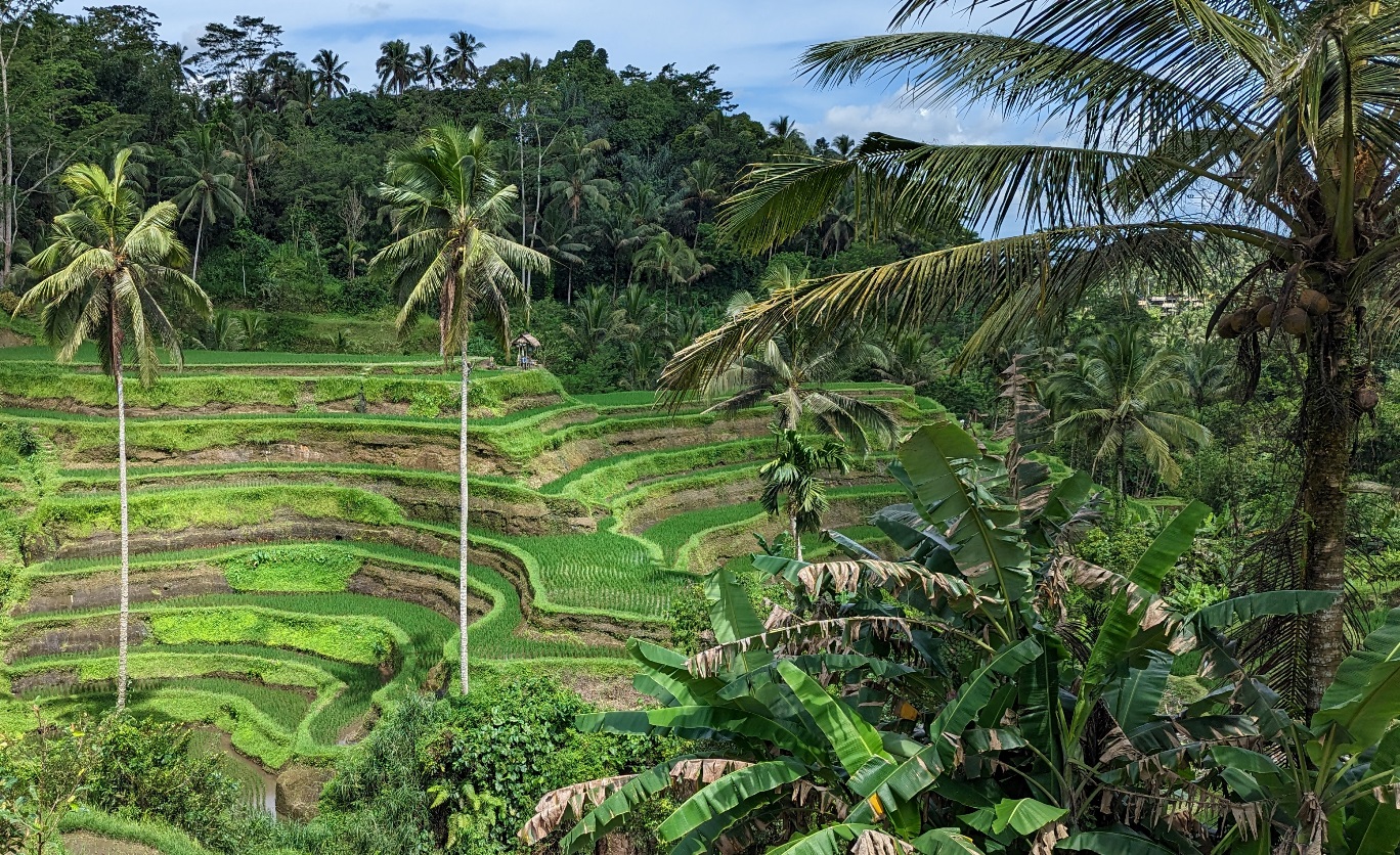 tegalalang rice terrace