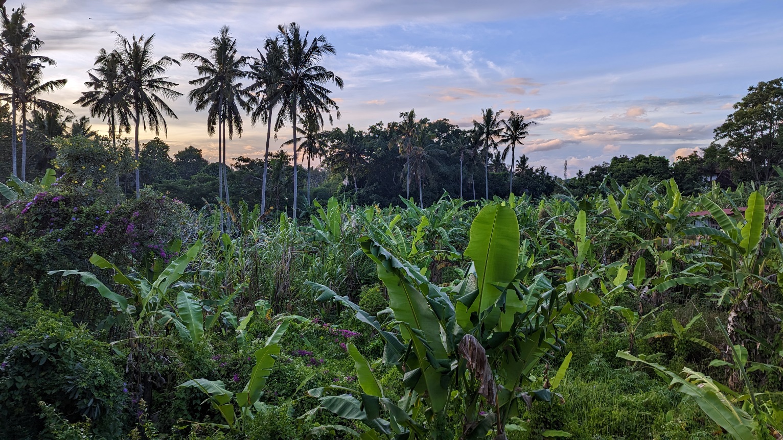 banana palms ubud