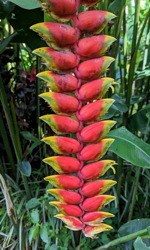 flowers indonesia