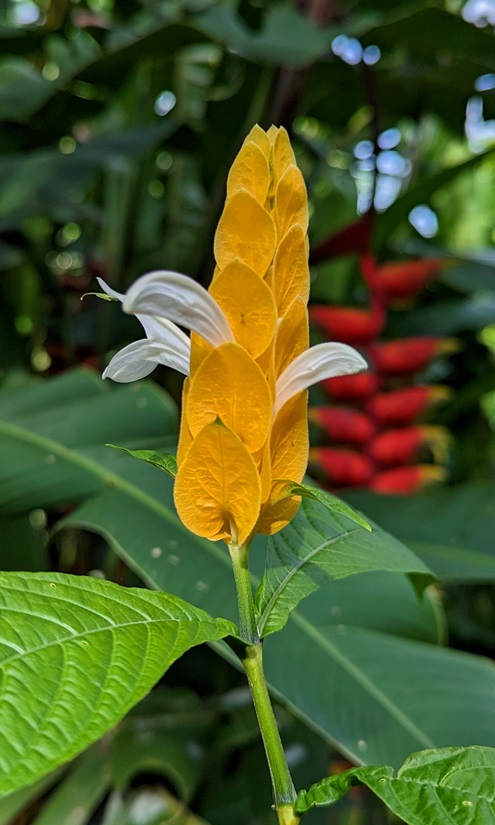 flowers indonesia