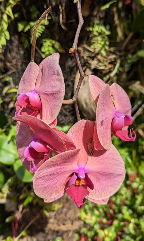 flowers indonesia