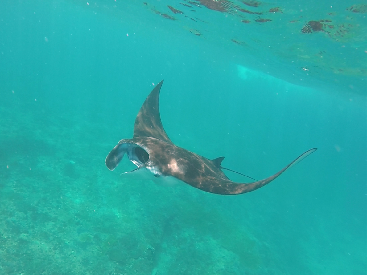 manta ray snorkelling