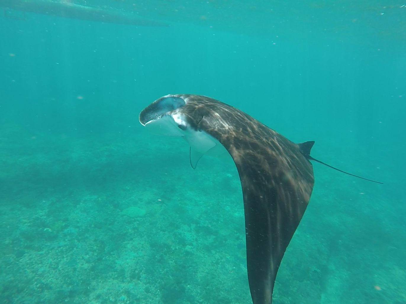 swimming with manta rays