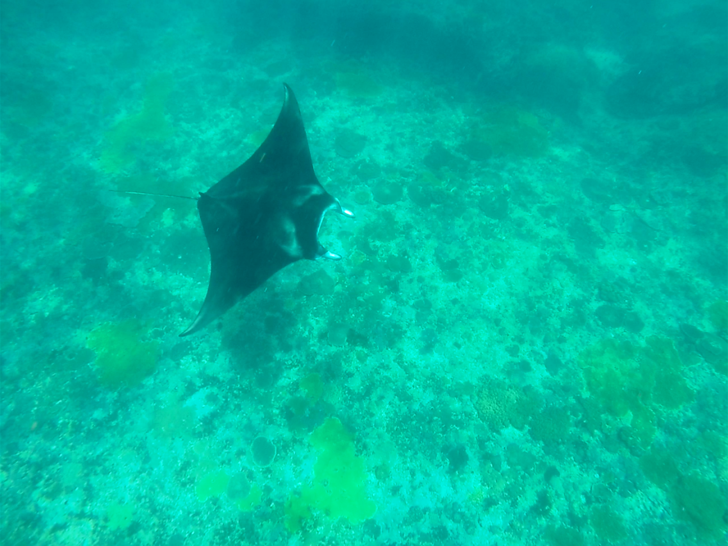 manta ray nusa penida