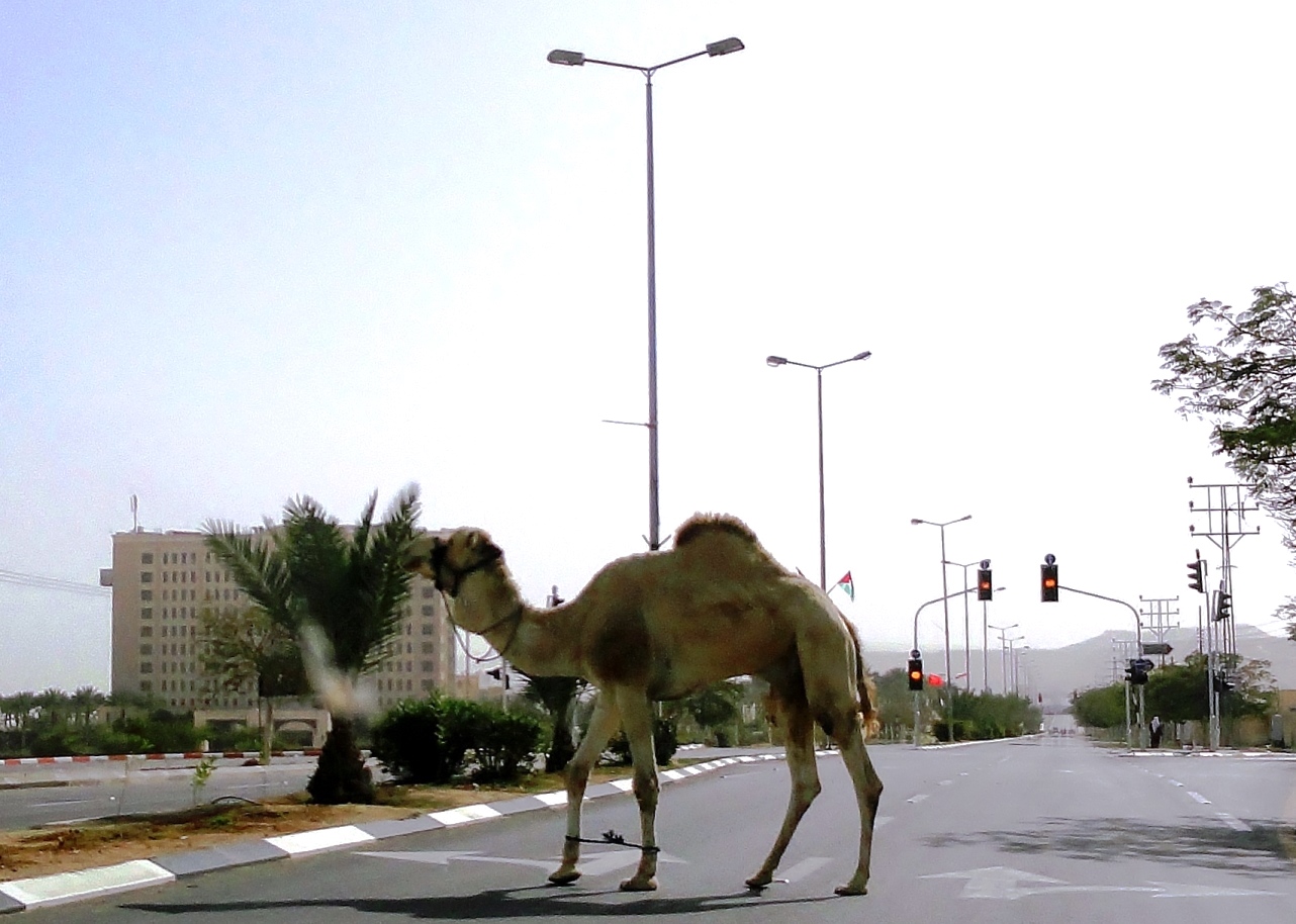 camel crosses the road