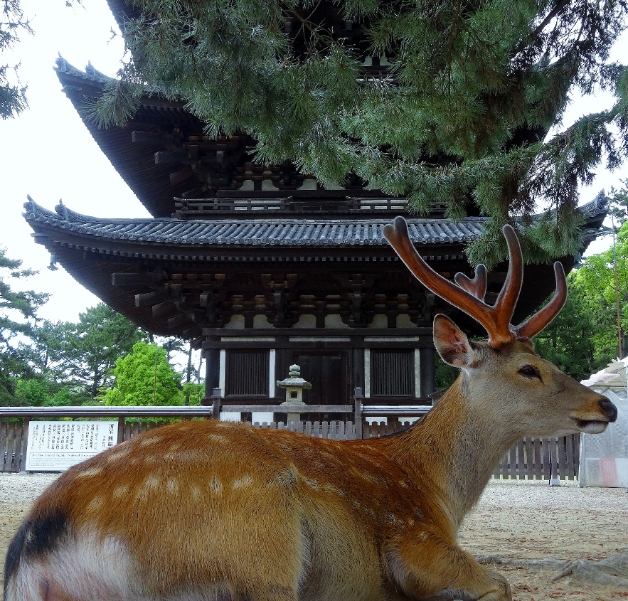 nara deer