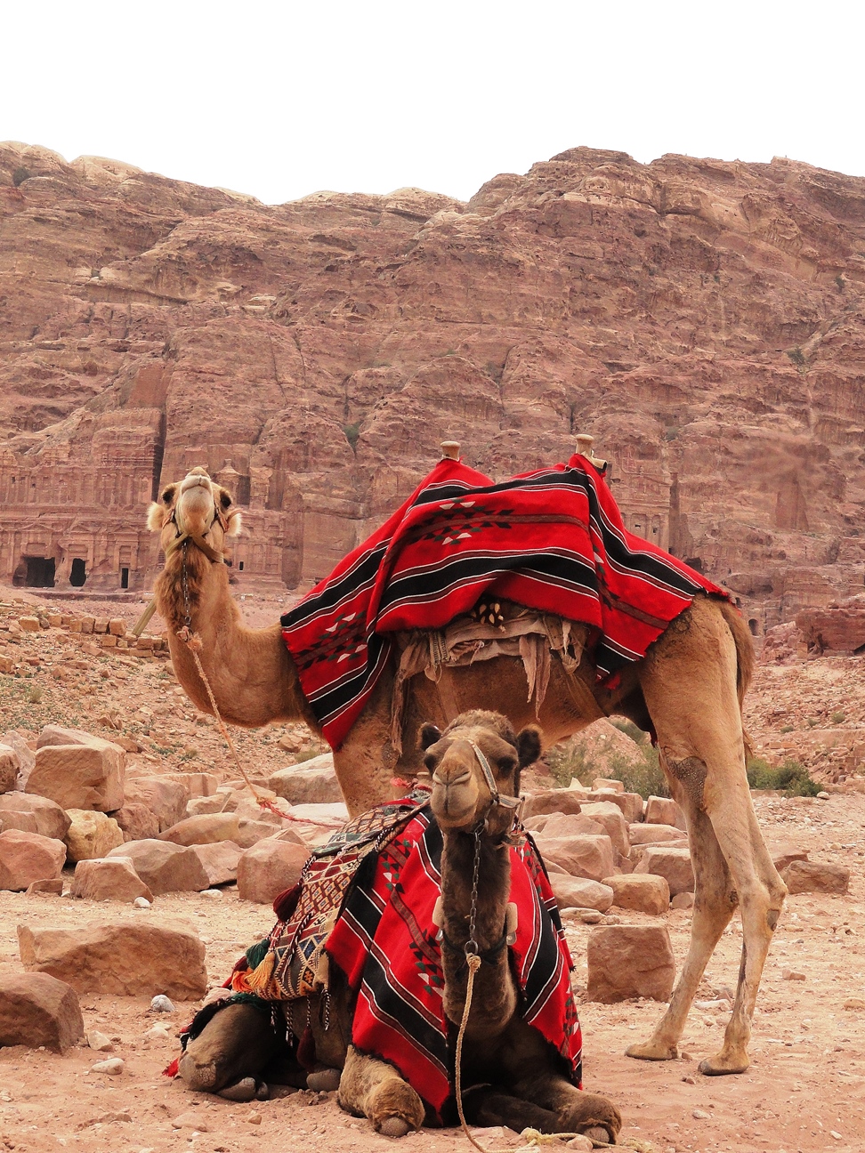 wadi rum camels