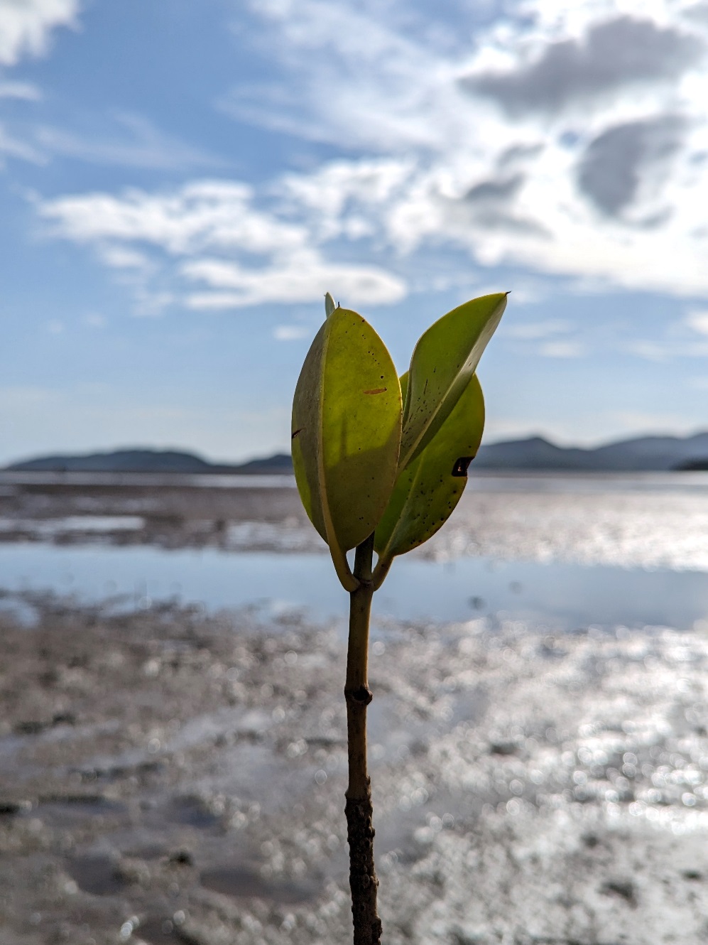 mangrove bud