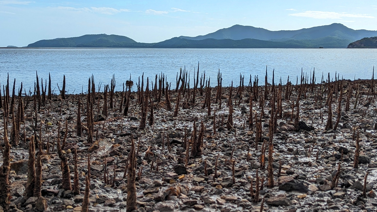 mangroves