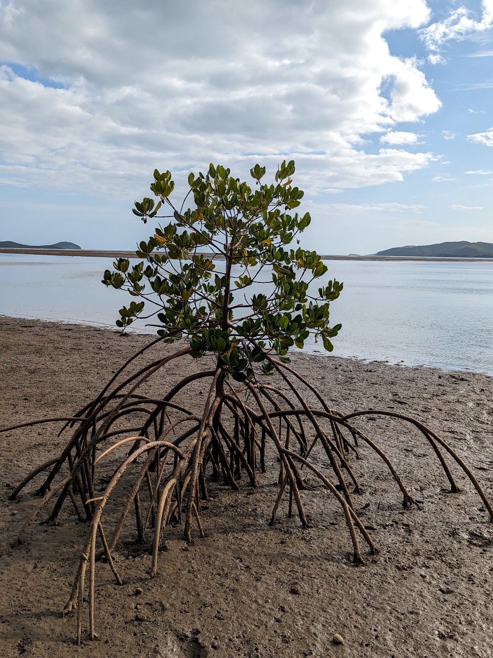 mangroves