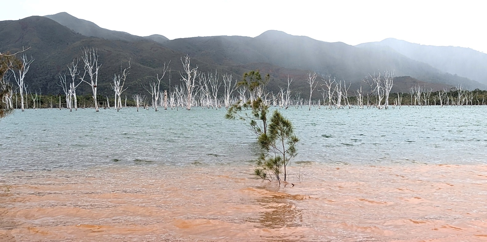 the drowned forest