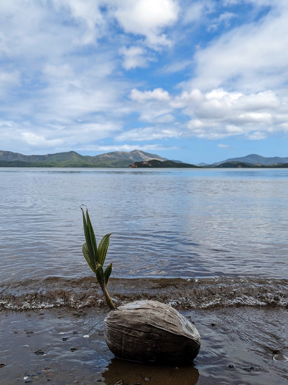 coconut on the beach