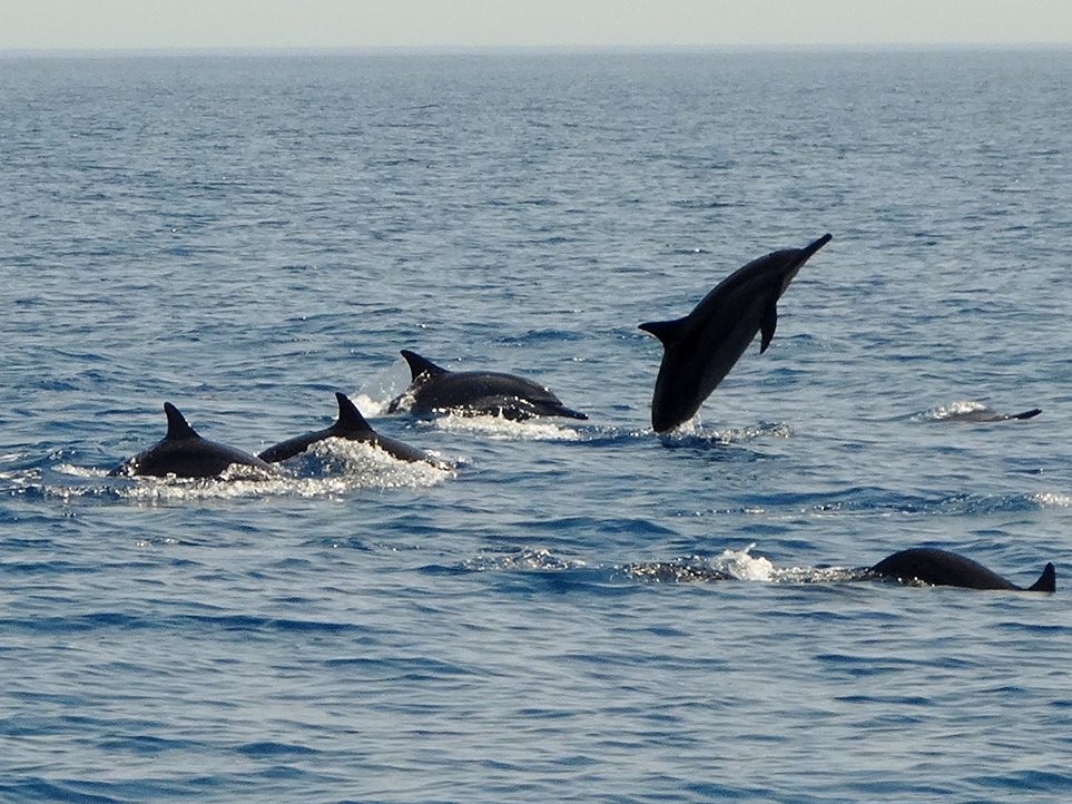 gulf of oman dolphins