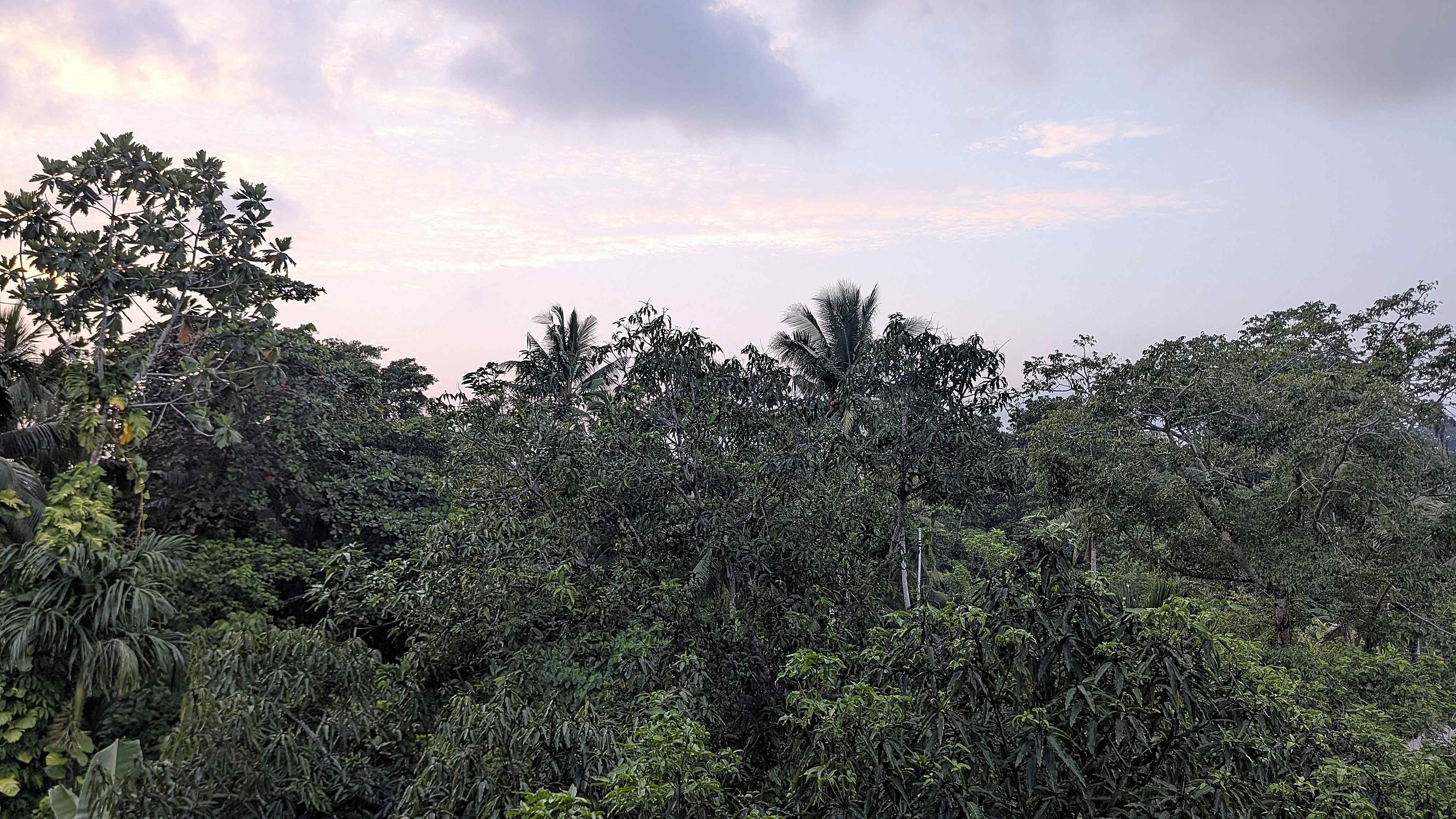 koror forest