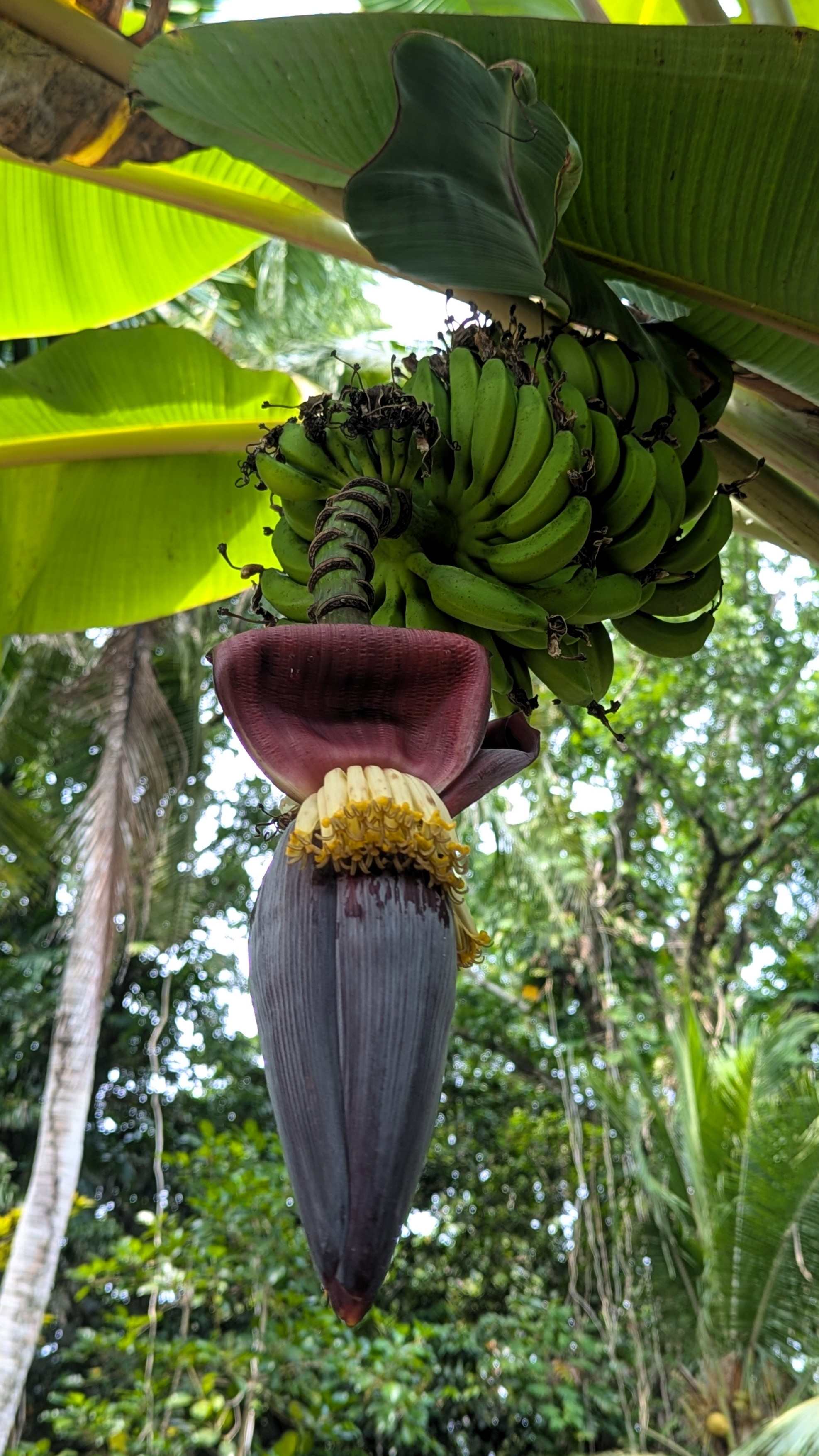 koror lush greenery