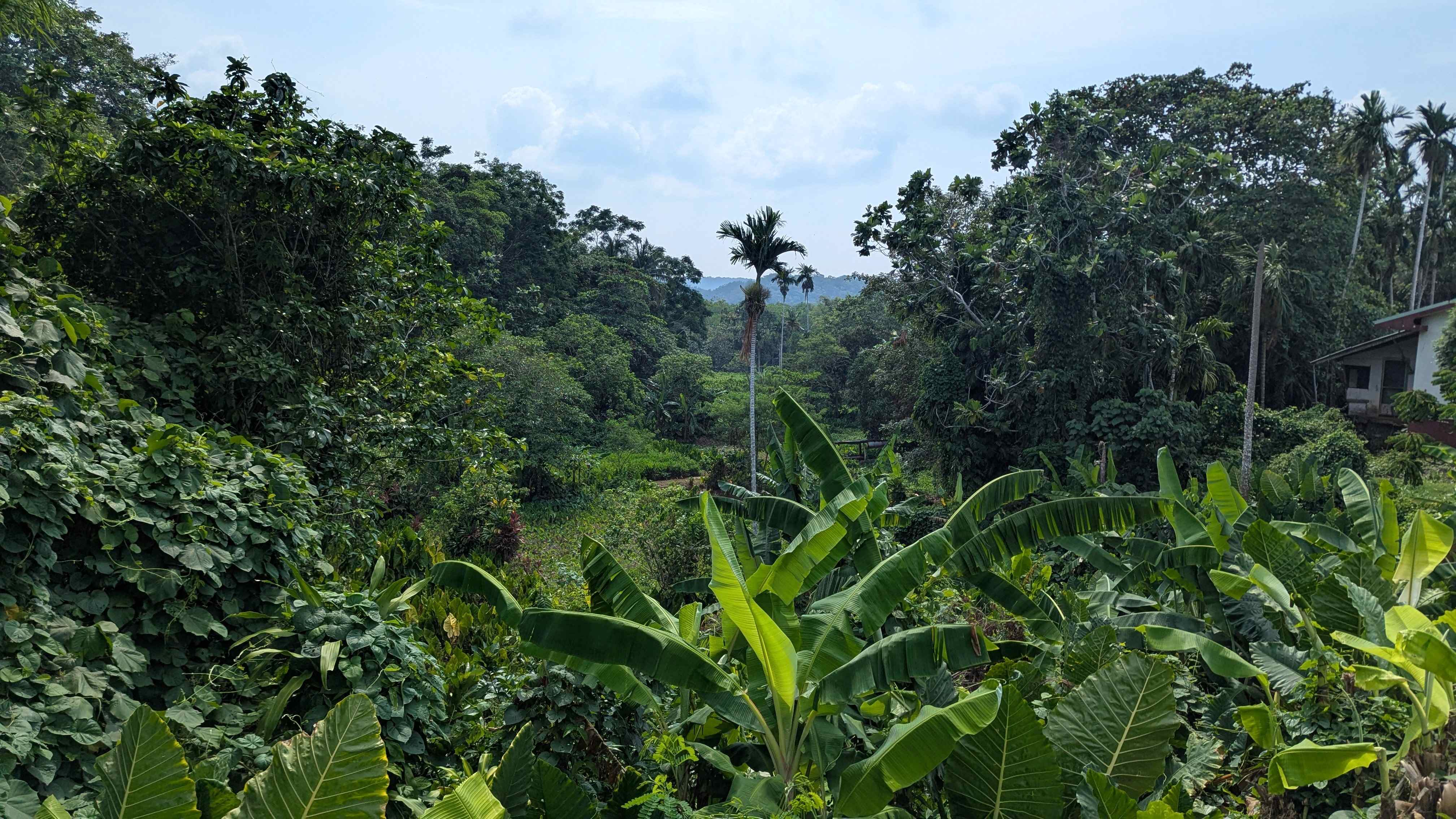 koror island palau