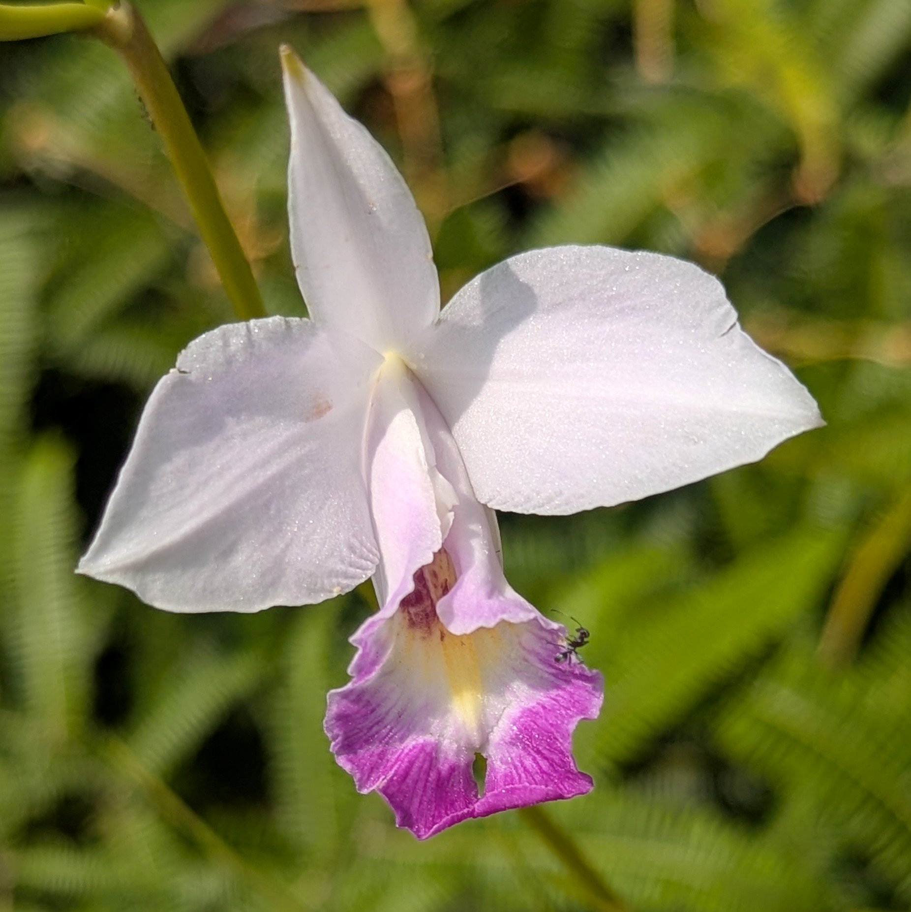 Palau flowers Ngardmau