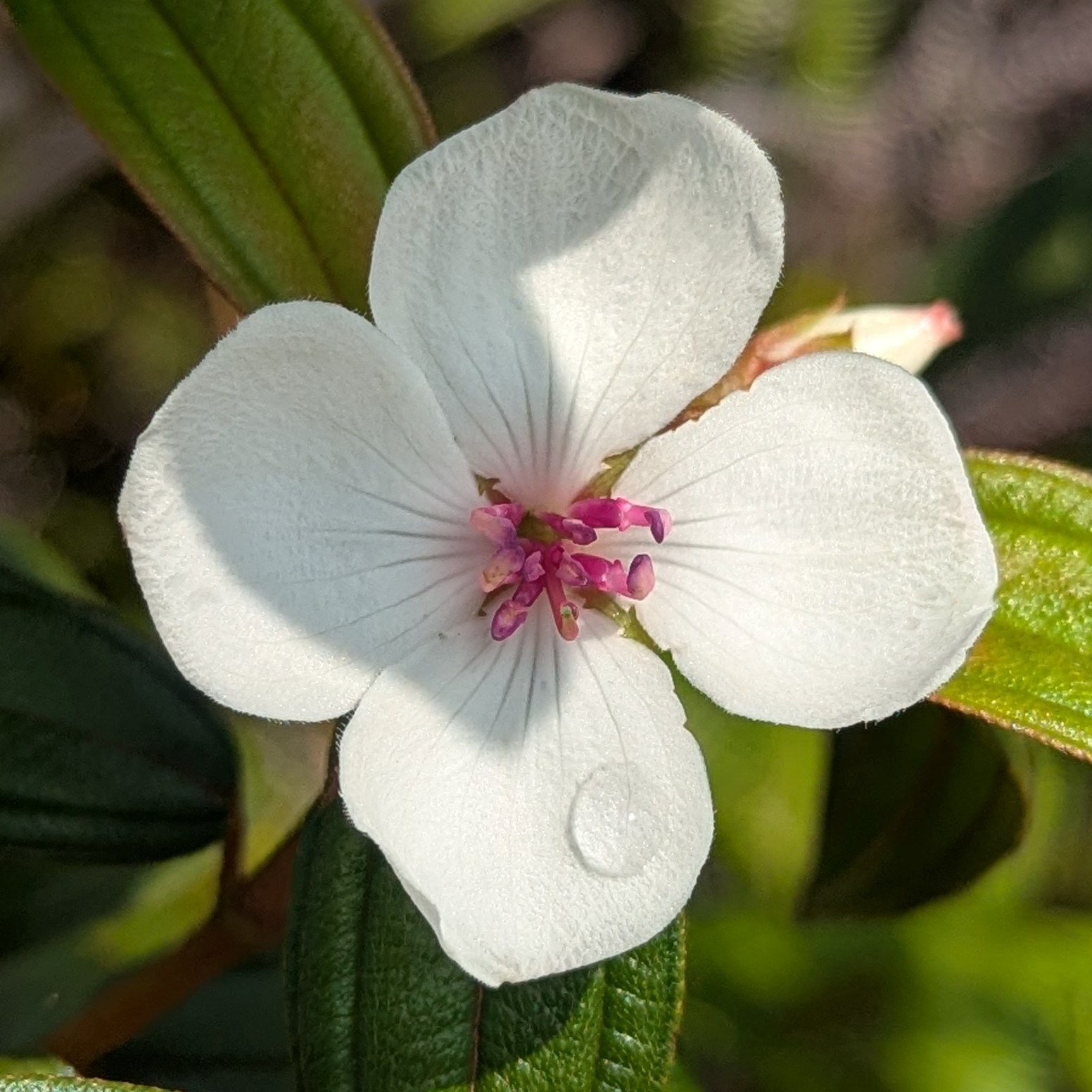 Palau flowers Ngardmau