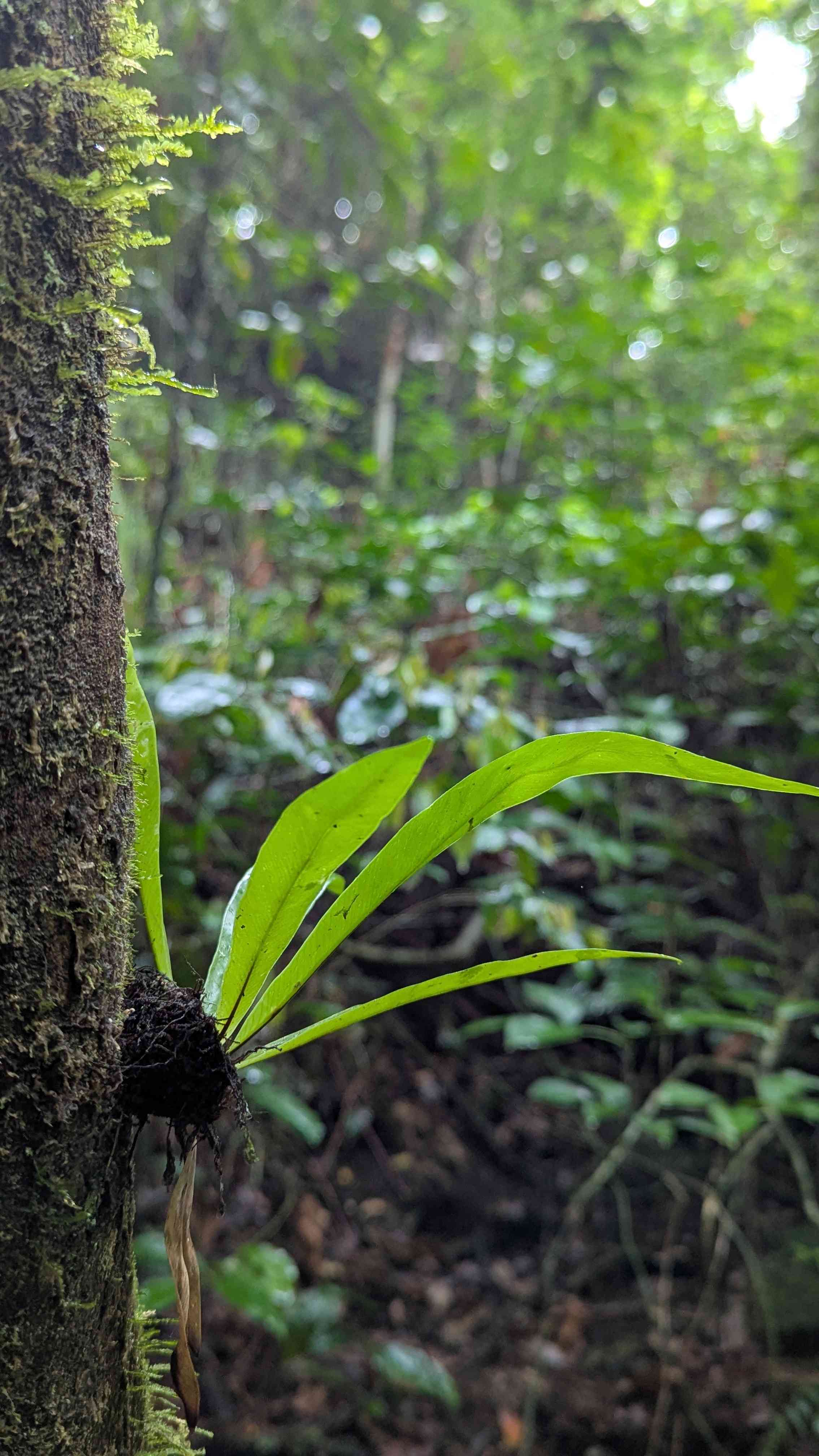 Ngermalk Trail