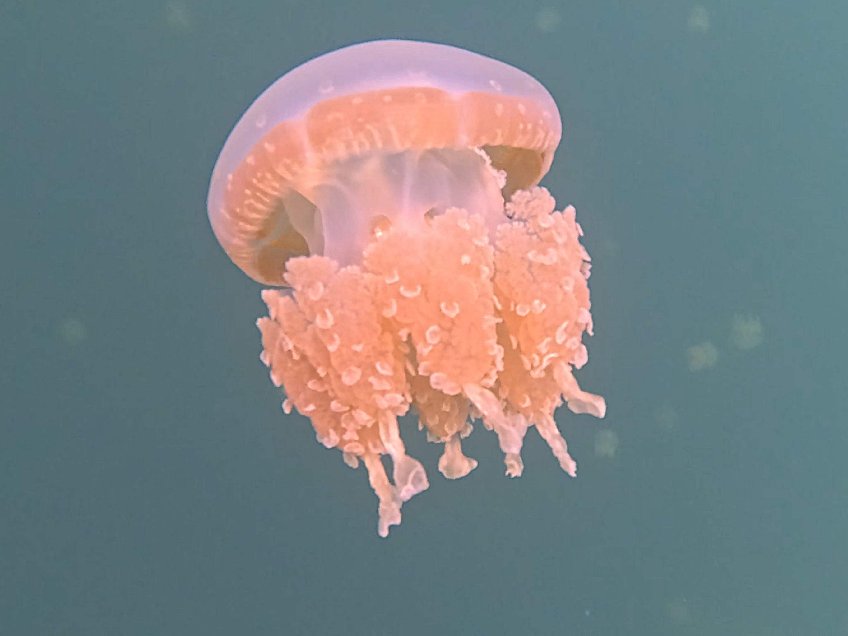Palau Jellyfish