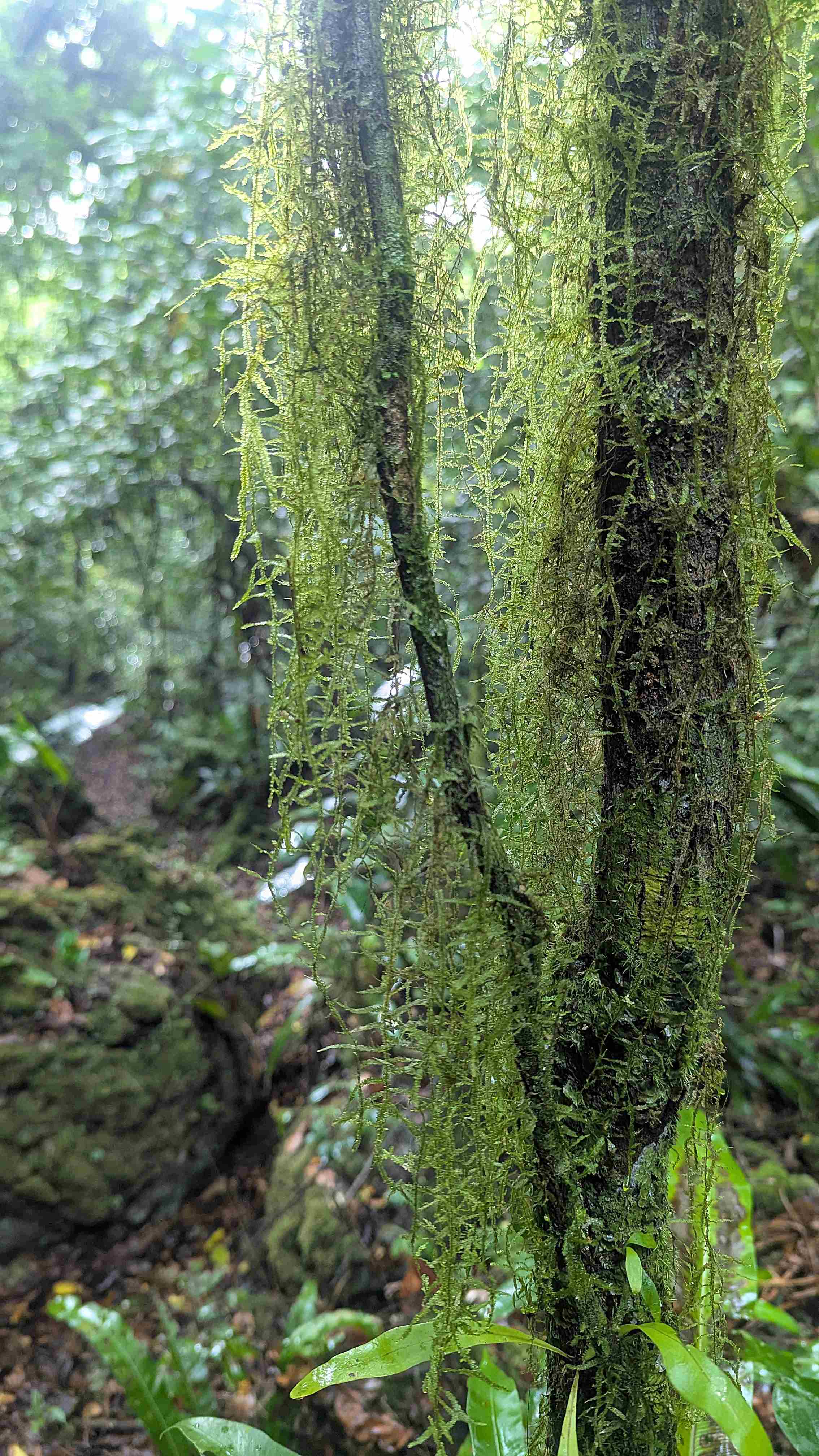 Ngermalk Trail