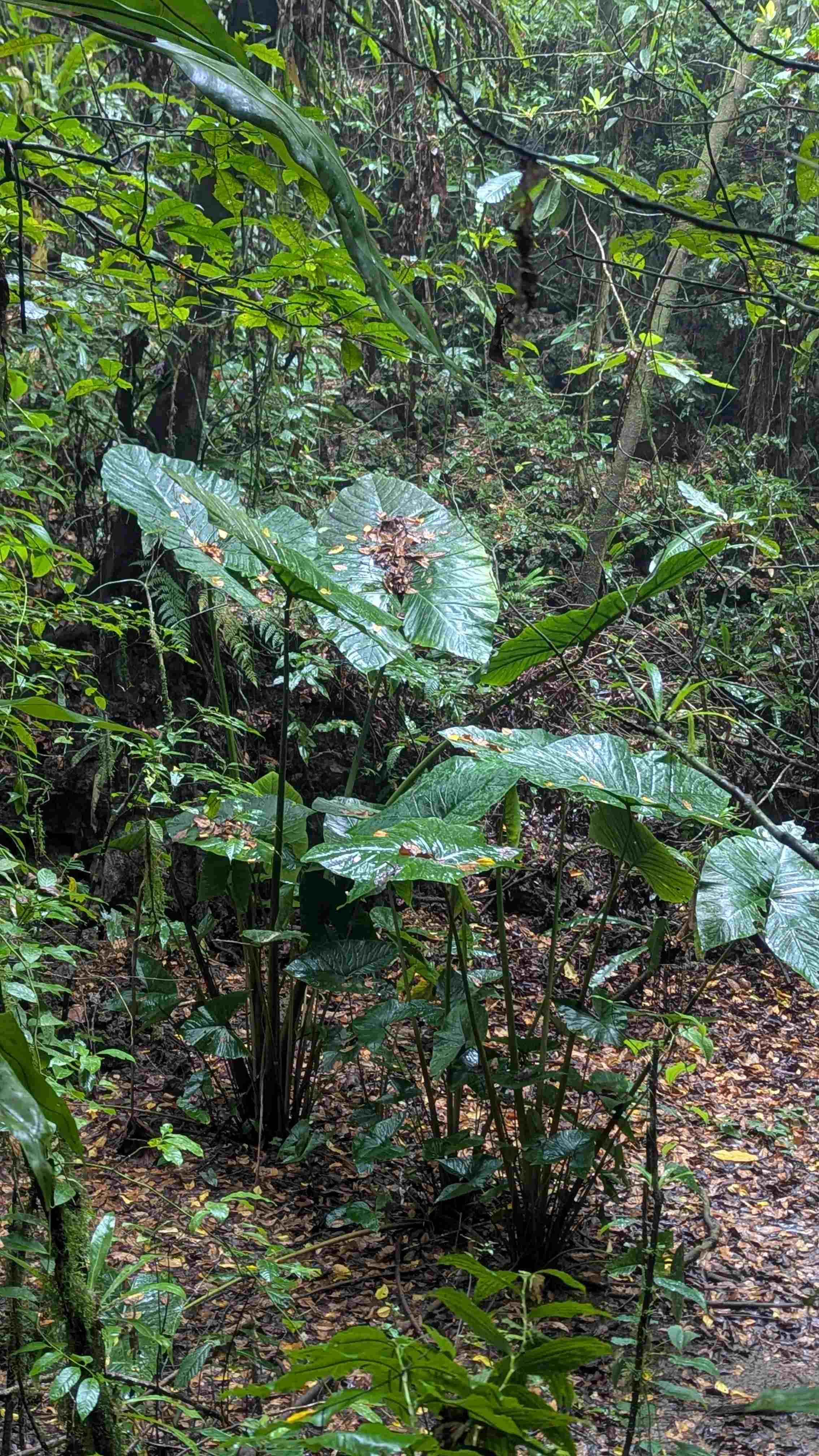 Ngermalk Trail