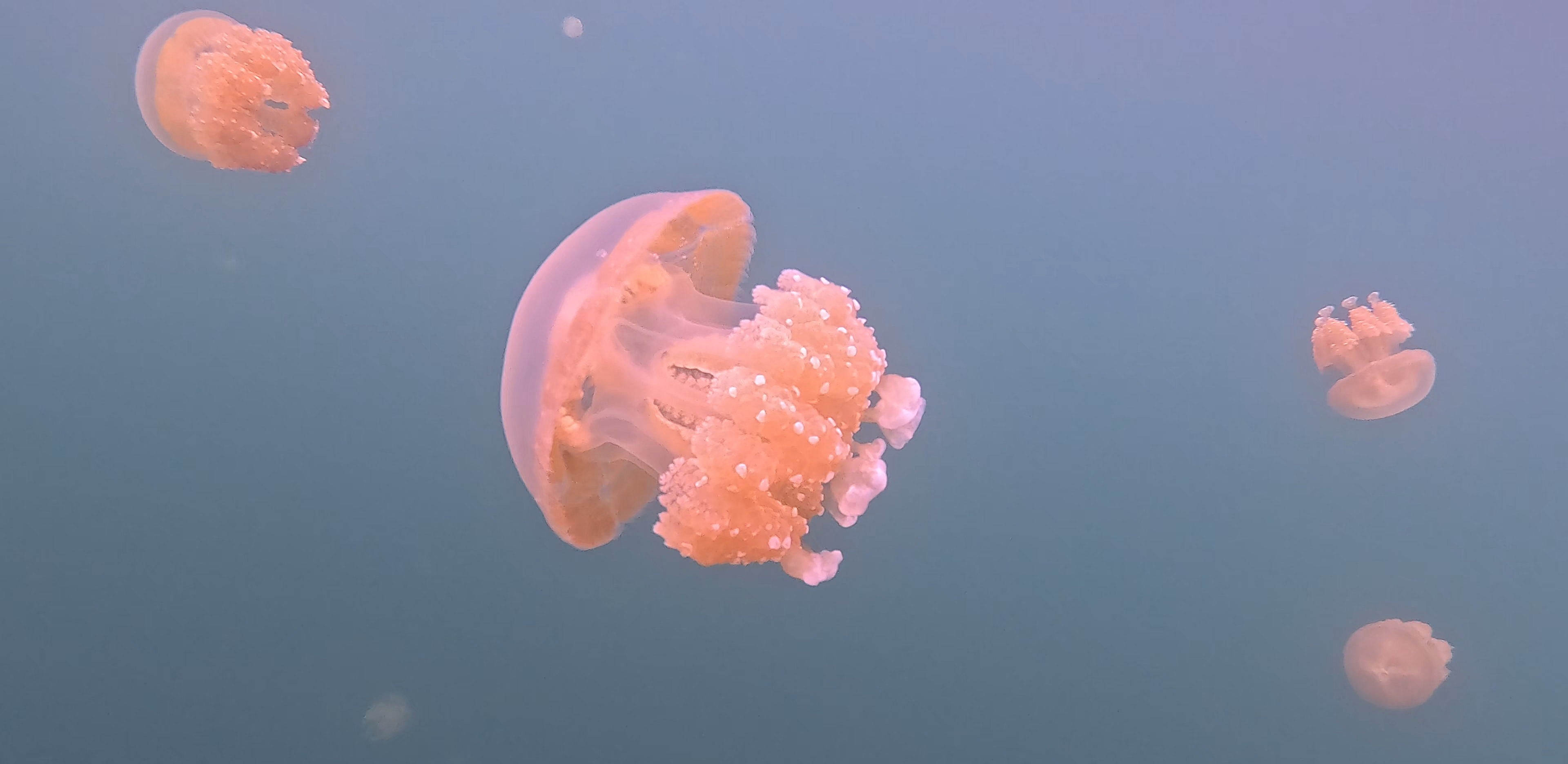 Palau Jellyfish