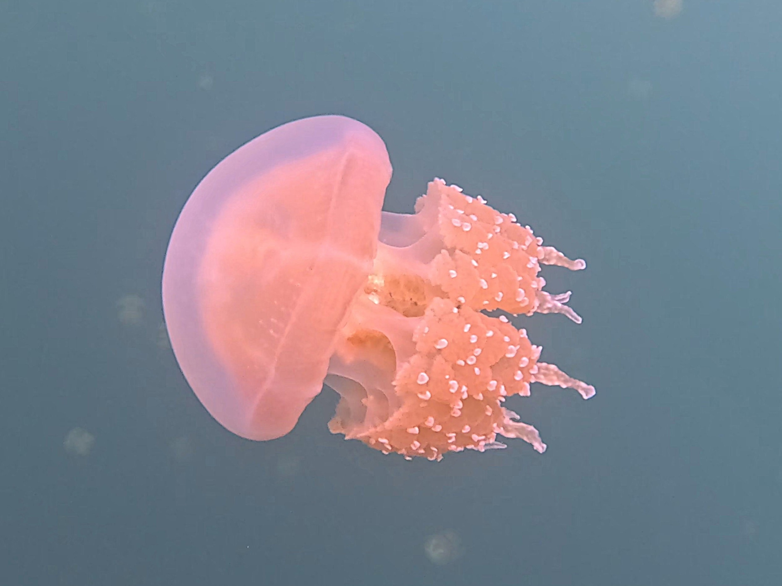Palau Jellyfish