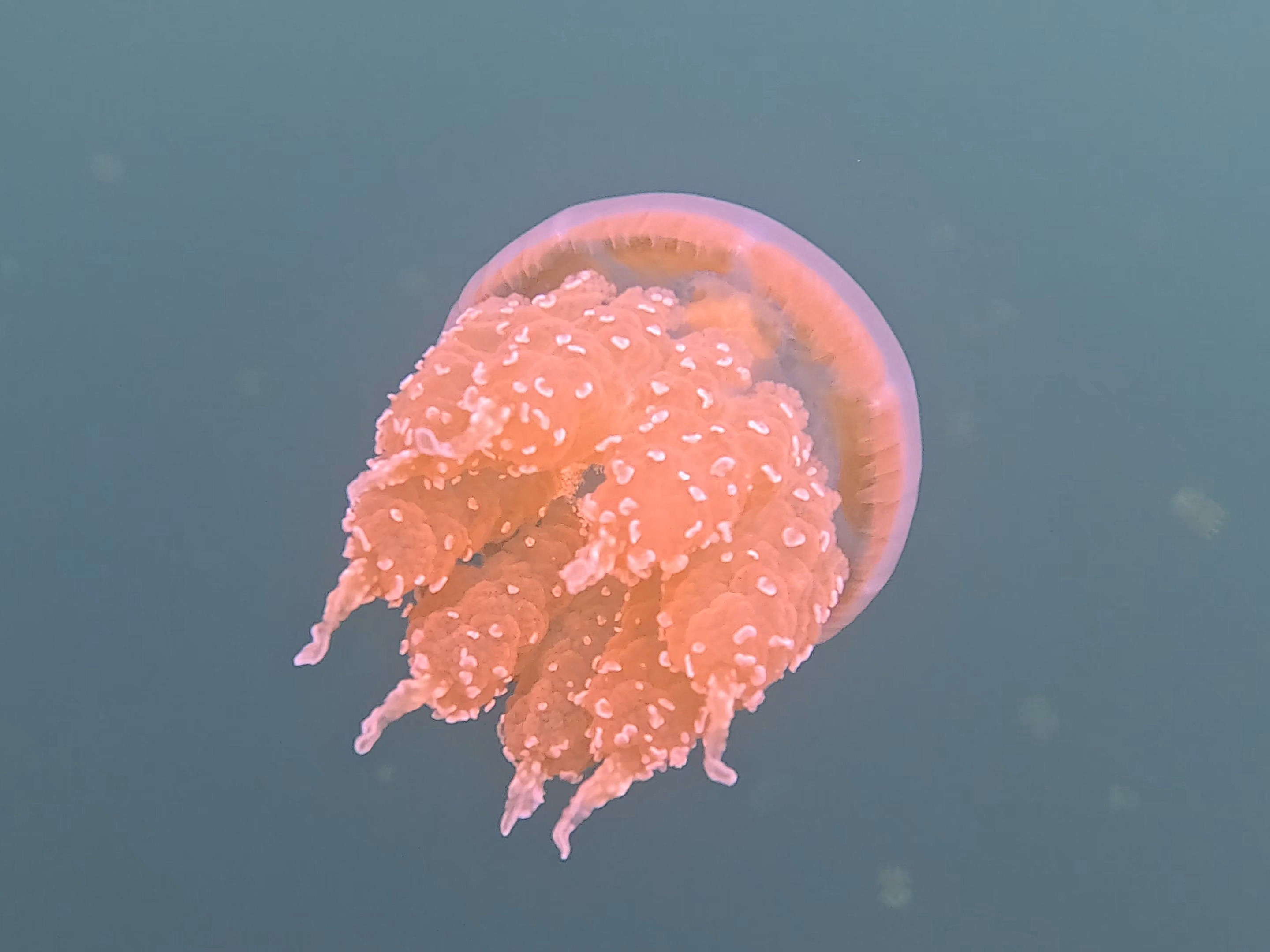 Palau Jellyfish