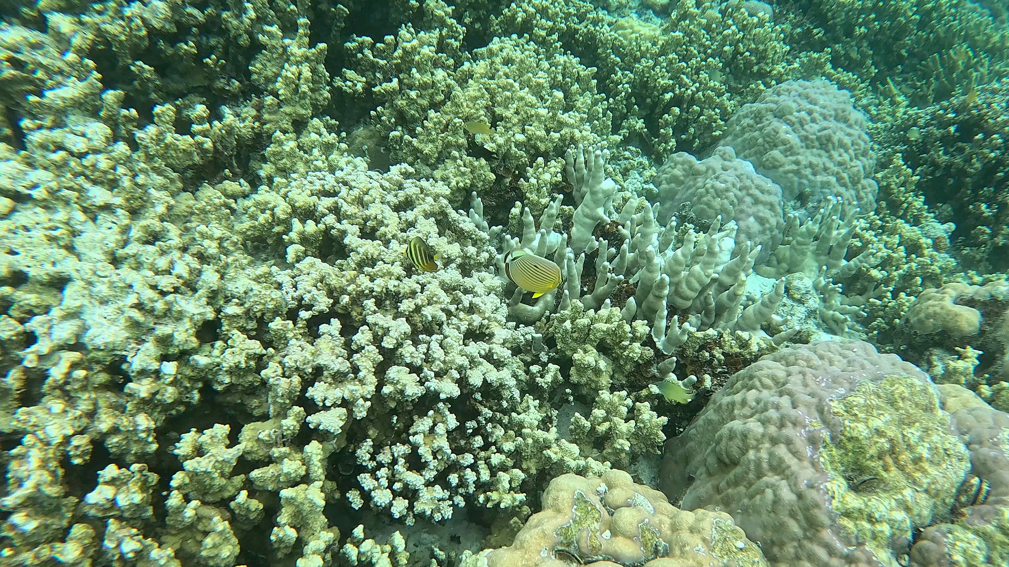 Rock Island Coral