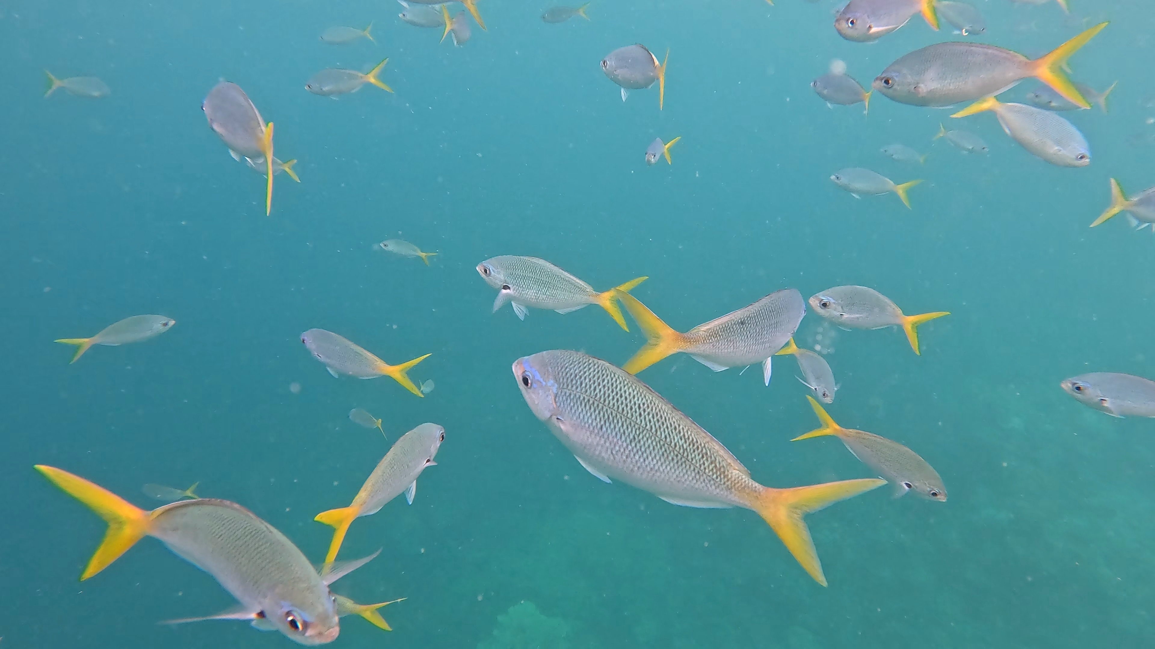 Yellowtail Fusiliers