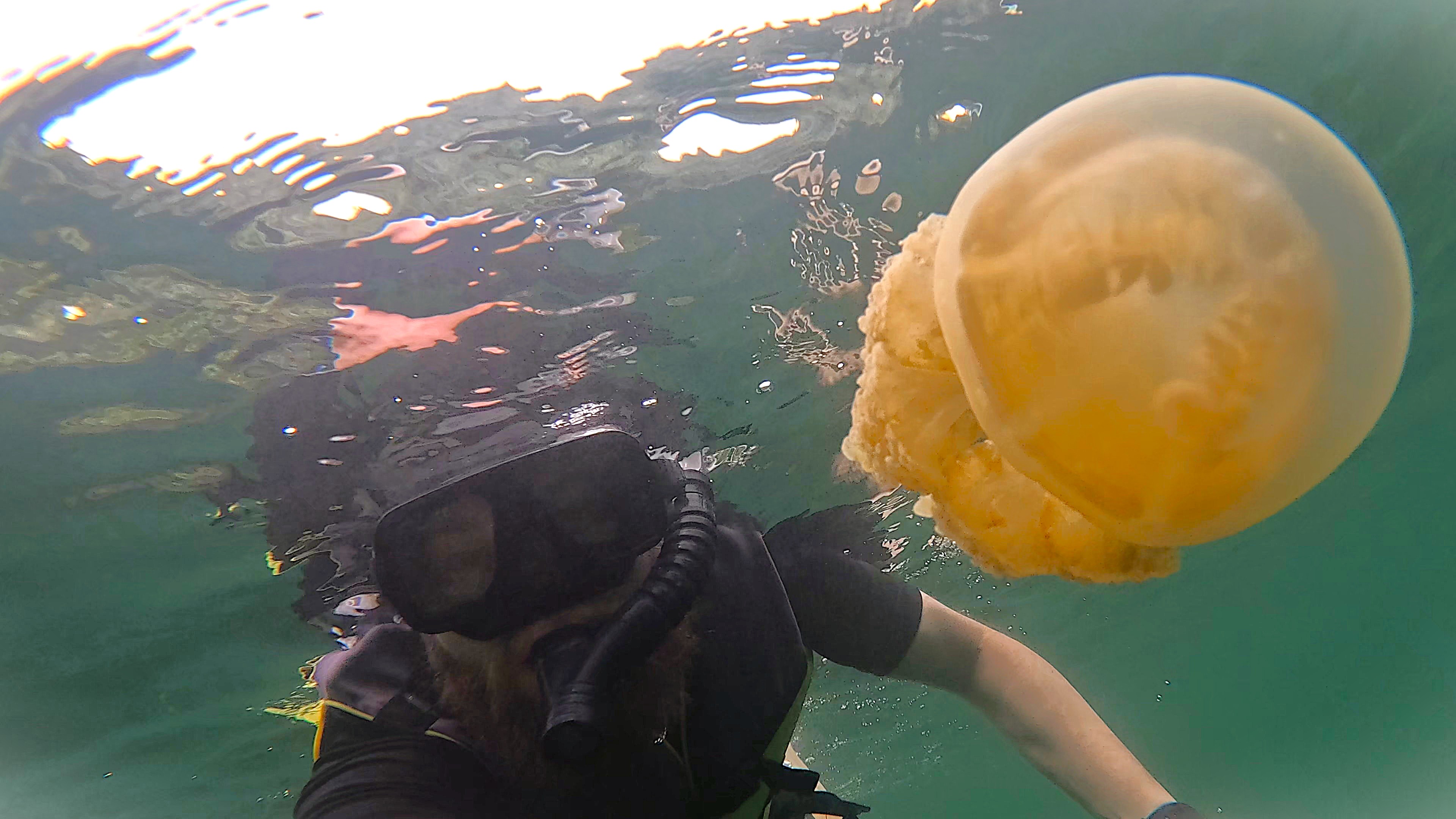snorkelling with jellyfish palau