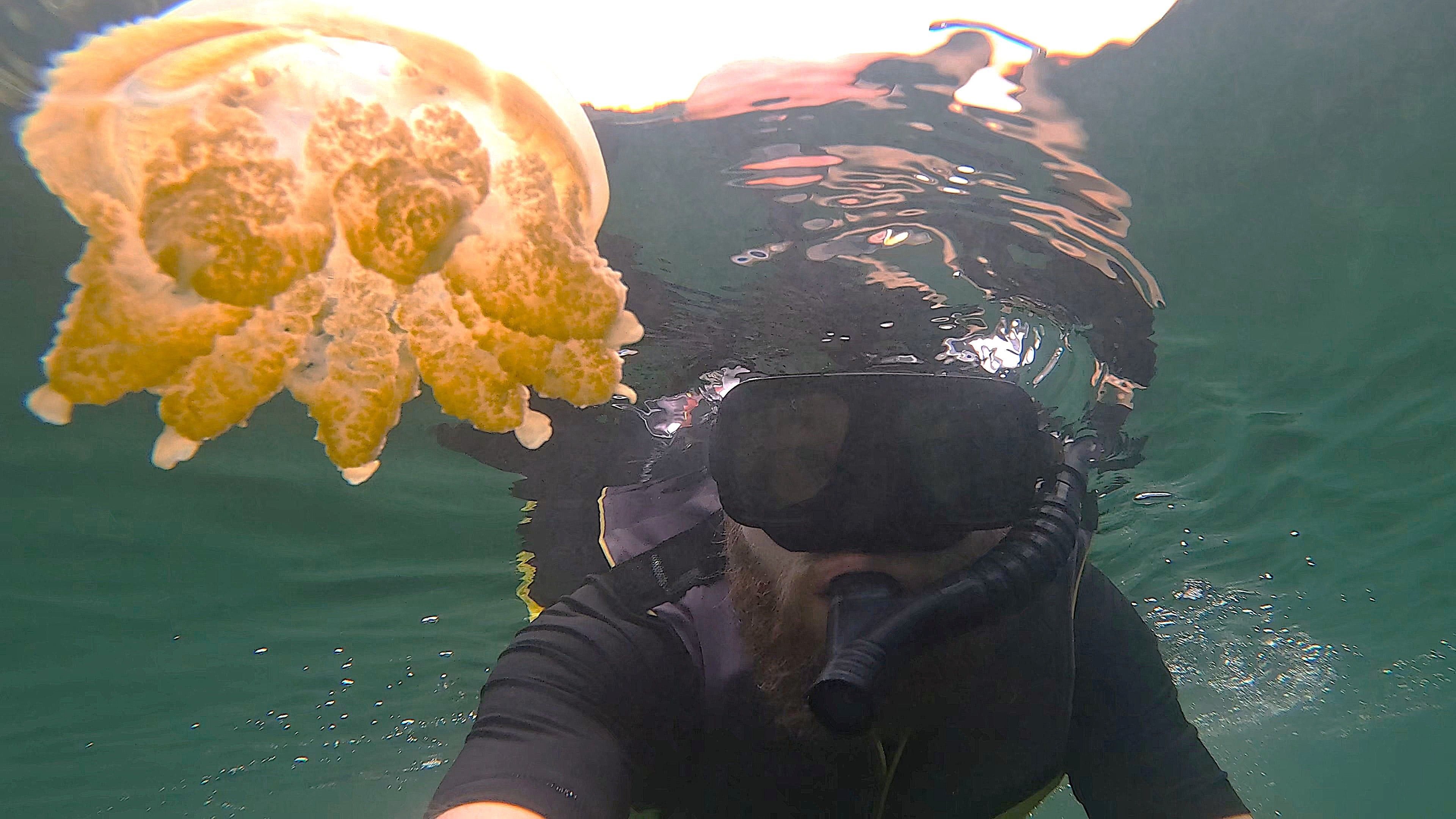 snorkelling with jellyfish palau