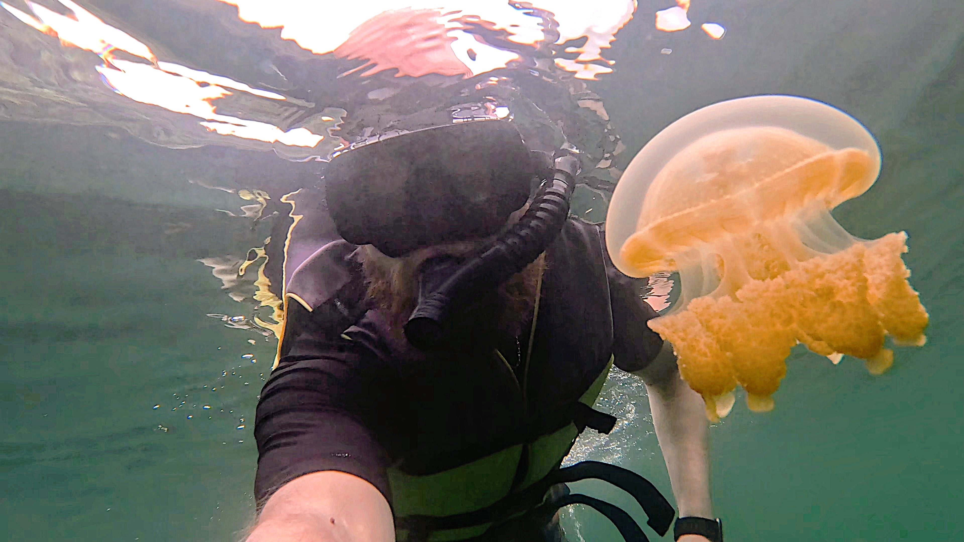 Jellyfish Lake, Palau