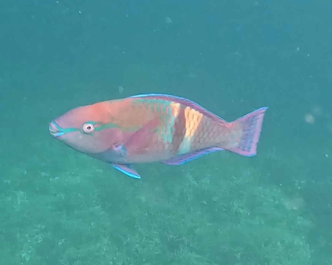 Snorkelling in the Rock Islands
