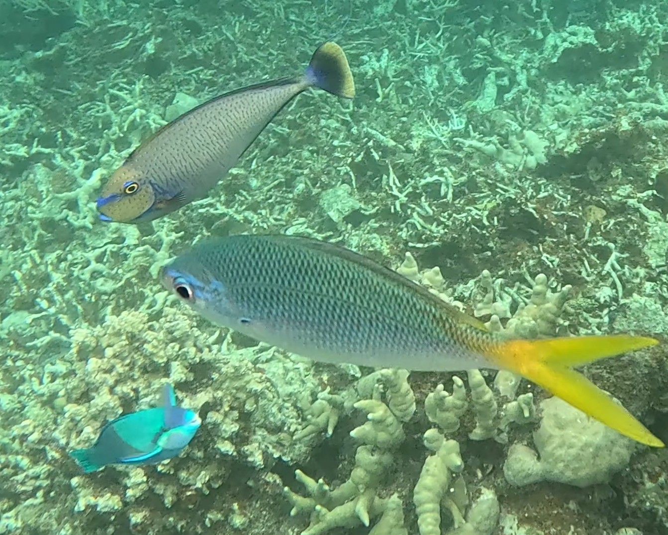 Snorkelling in the Rock Islands
