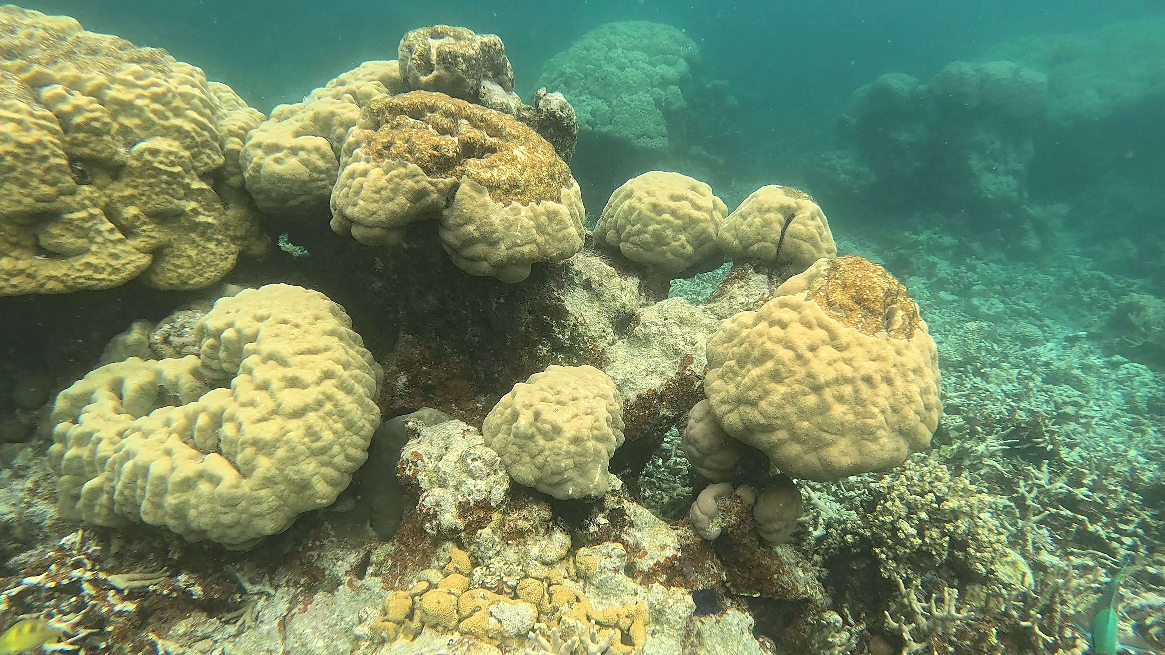 snorkelling in the Rock Islands